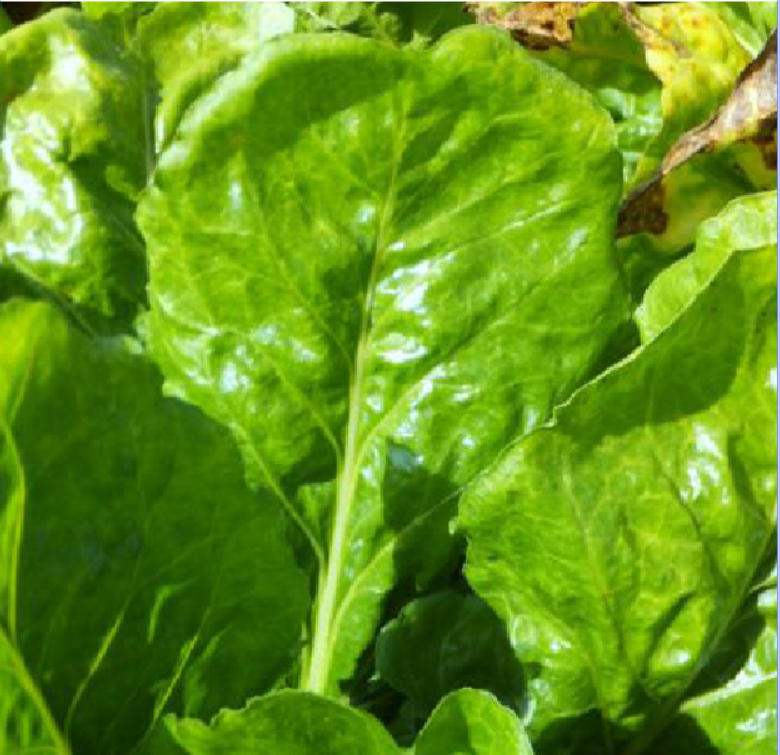 Barenbrug - Superior Pastures // Sheep, Beef & Deer > Fodder beet